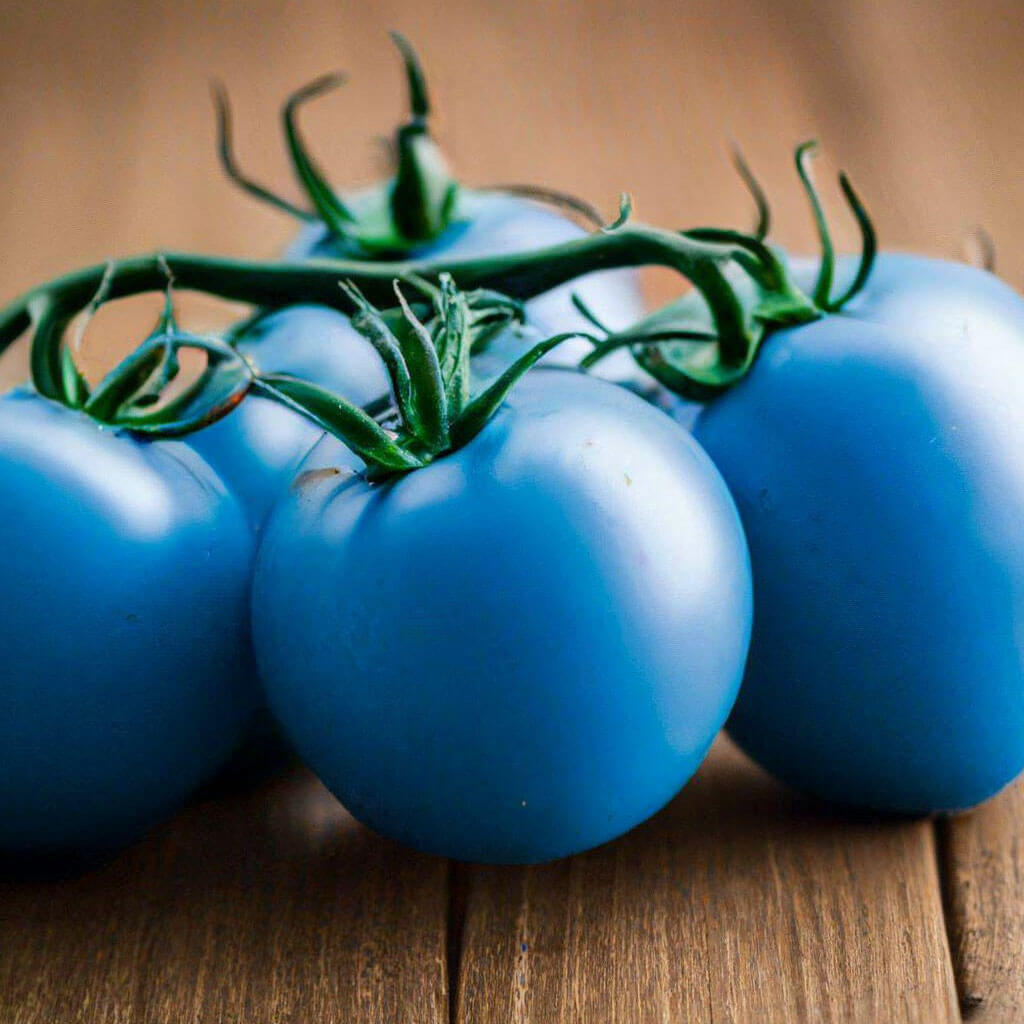 Sky Blue Tomato Seeds 