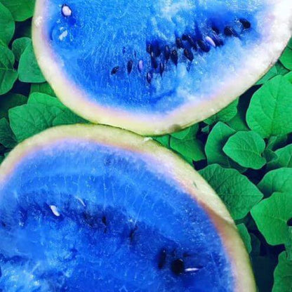 Sky Blue Watermelon Seeds 