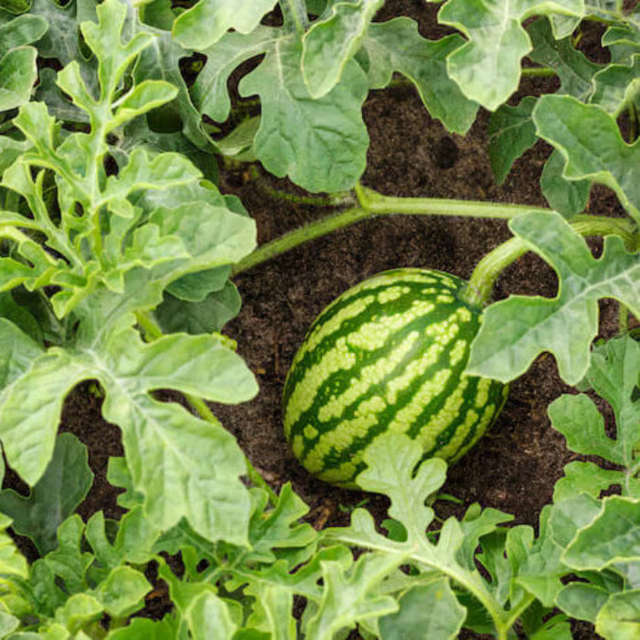 Sky Blue Watermelon Seeds
