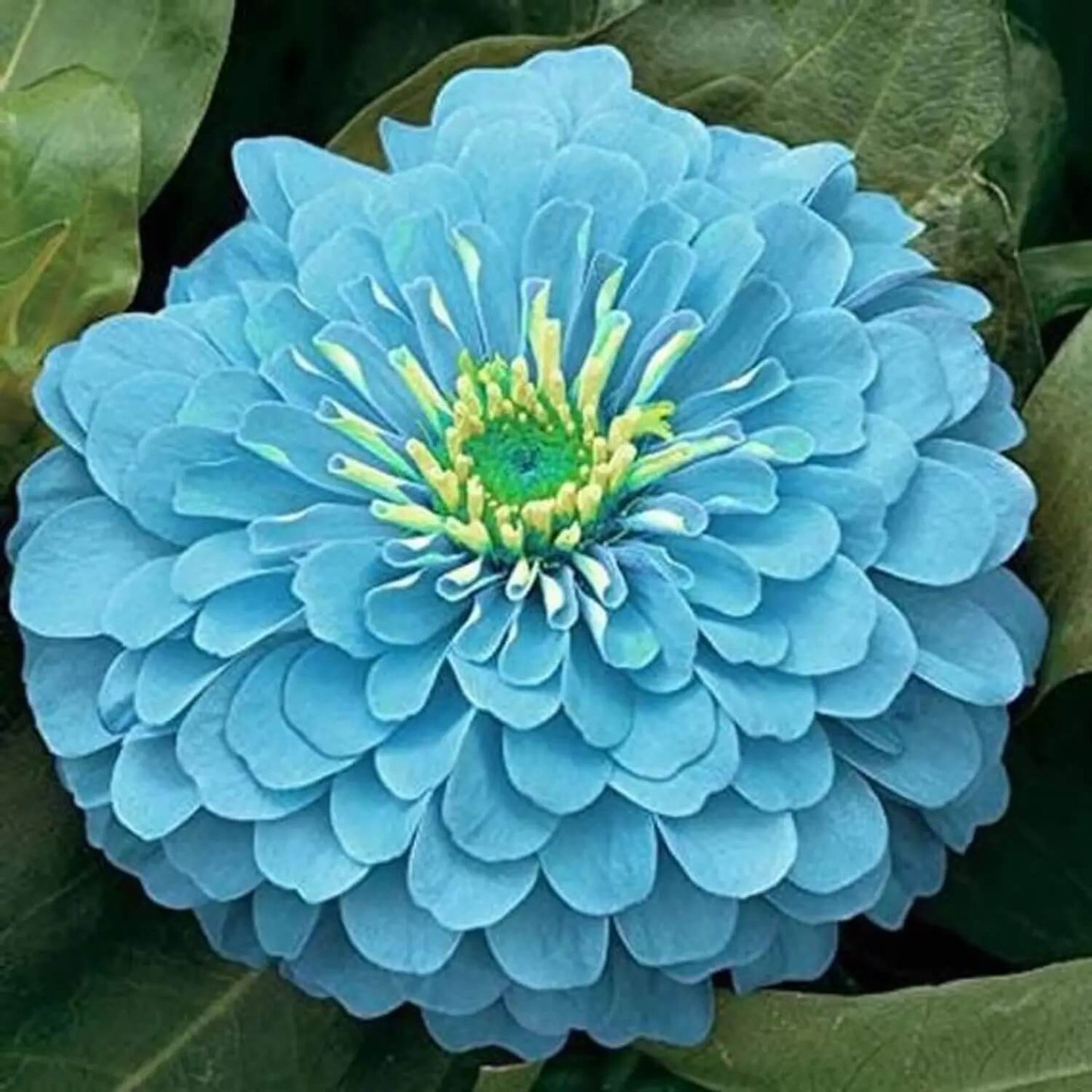 Sky Blue Yellow Zinnia Seeds