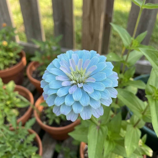 Sky Blue Yellow Zinnia Seeds