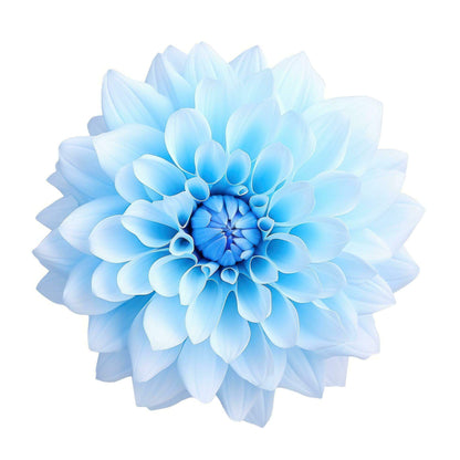 Sky Blue Yellow Zinnia Seeds