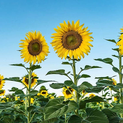 Skyscraper Sunflower Seeds - Flower Plant