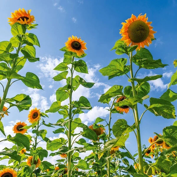 Skyscraper Sunflower Seeds - Flower Plant