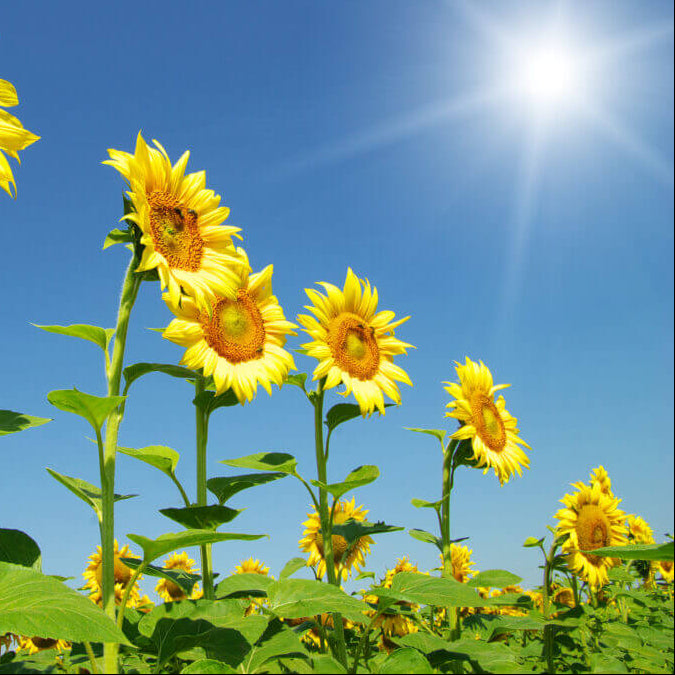 Skyscraper Sunflower Seeds - Flower Plant