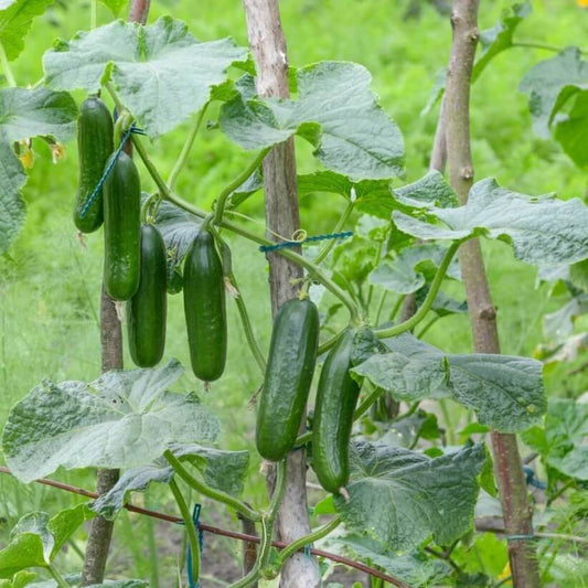 Slicing Cucumber Seeds