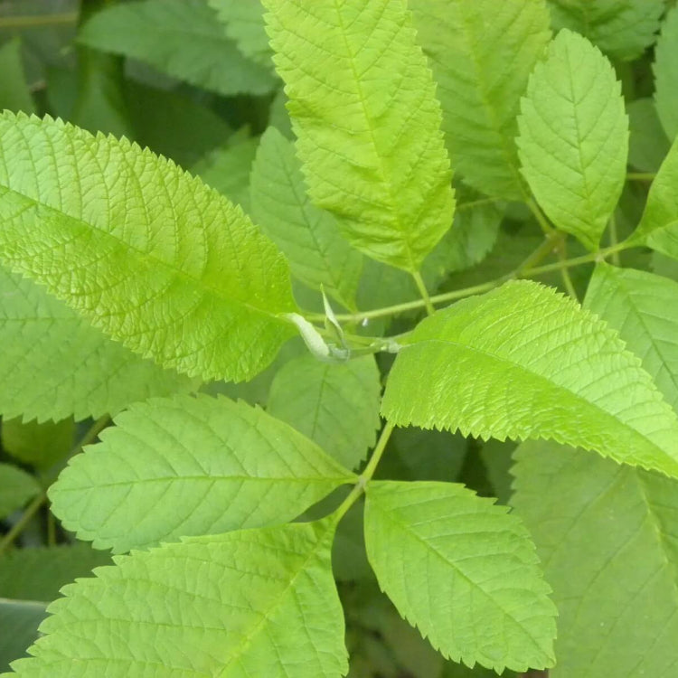Slippery Elm Seeds - Herbal Plant