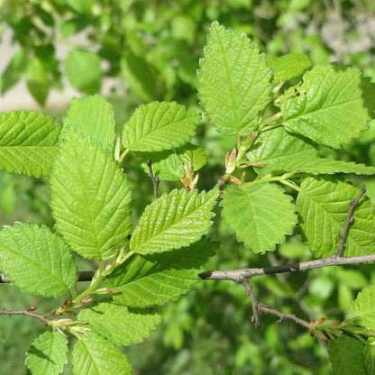 Slippery Elm Seeds - Herbal Plant