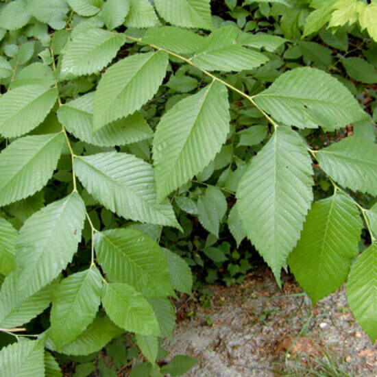Slippery Elm Seeds - Herbal Plant