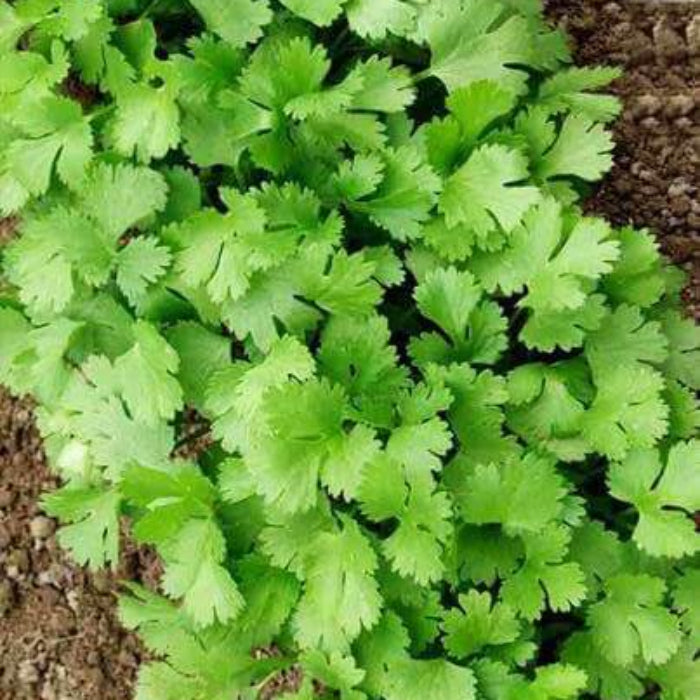 Slow Bolt Cilantro Seeds - Herbal Plant