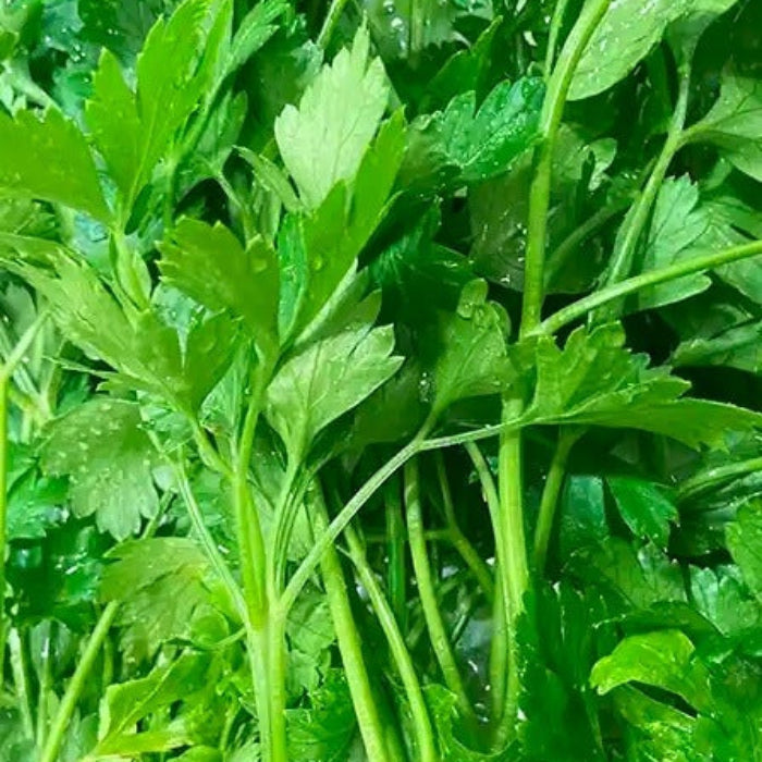 Slow Bolt Cilantro Seeds - Herbal Plant