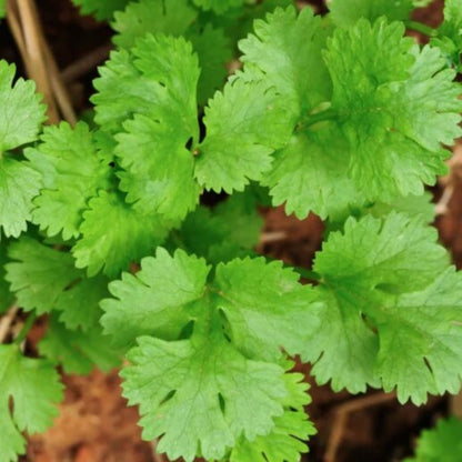 Slow Bolt Cilantro Seeds - Herbal Plant