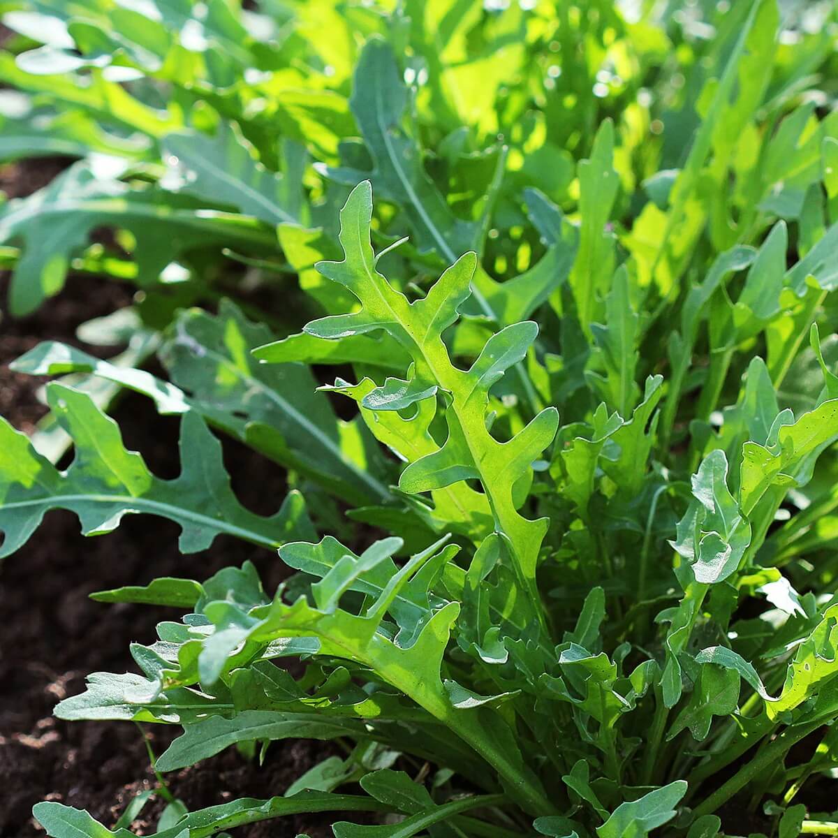 Slow bolt arugula seeds - Vegetable Plant