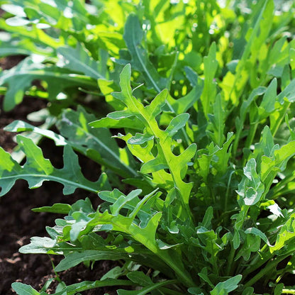 Slow bolt arugula seeds - Vegetable Plant