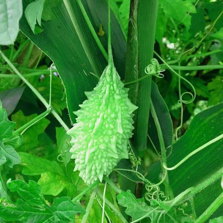 Small Bitter Gourd seeds