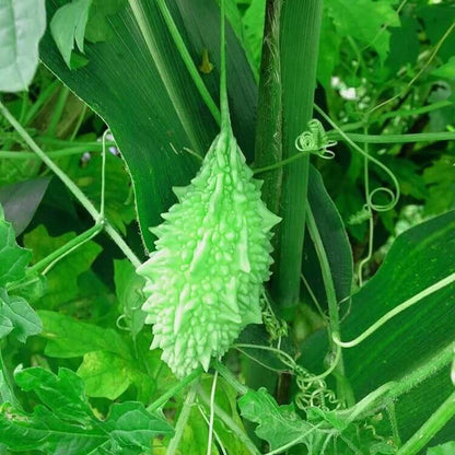Small Bitter Gourd seeds