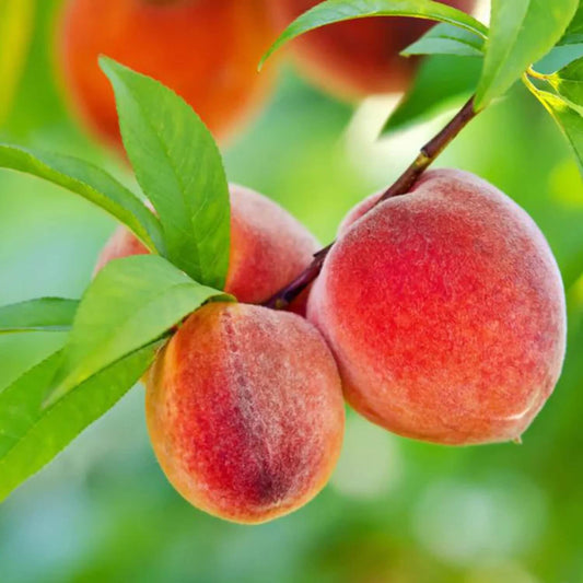 Small Fruit Peach Seeds - Fruit Plant for Home Gardens