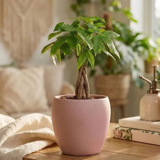 Small Money Tree seeds - Flower Plant