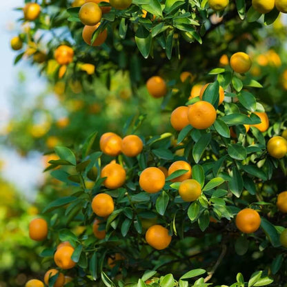 Small Orange Seeds - Heirloom Fruit Plant for Home Gardens