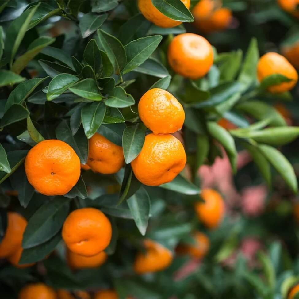 Small Orange Seeds - Heirloom Fruit Plant for Home Gardens