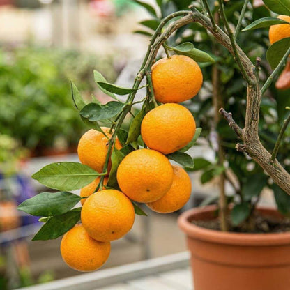 Small Orange Seeds - Heirloom Fruit Plant for Home Gardens
