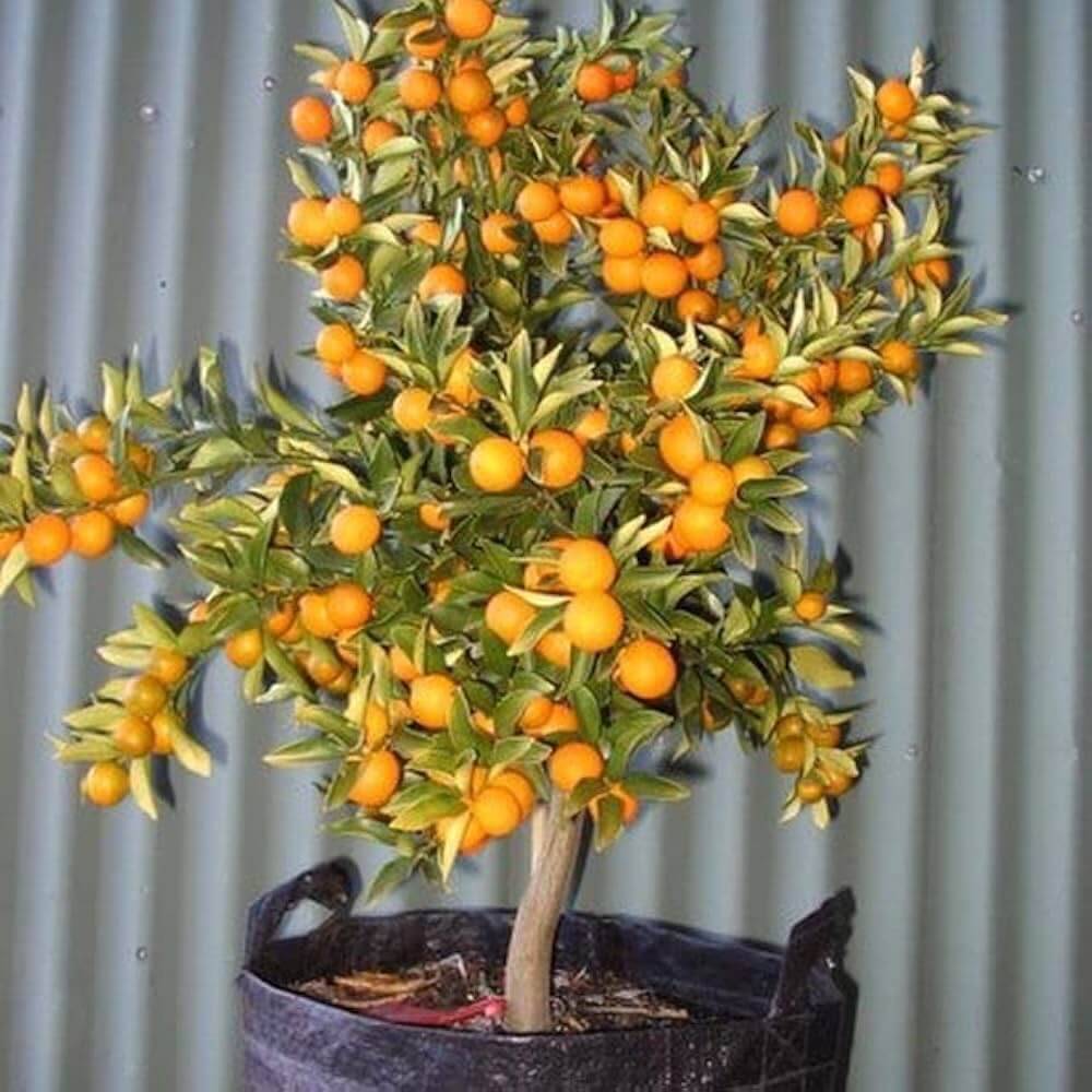 Small Orange Seeds - Heirloom Fruit Plant for Home Gardens
