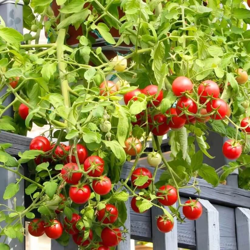 Small Round Tomato Seeds