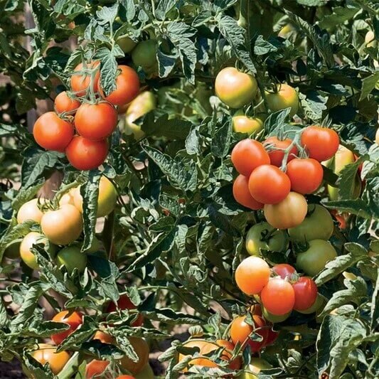 Small Round Tomato Seeds
