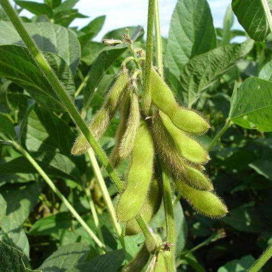 Small Seeded Edamame Seeds
