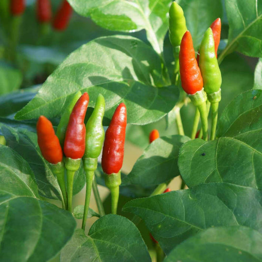 Small Thai Chili Hot Pepper Seeds