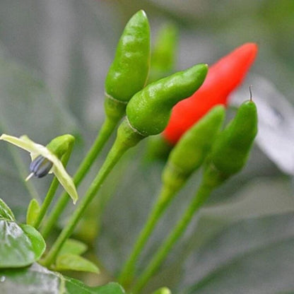 Small Thai Chili Hot Pepper Seeds