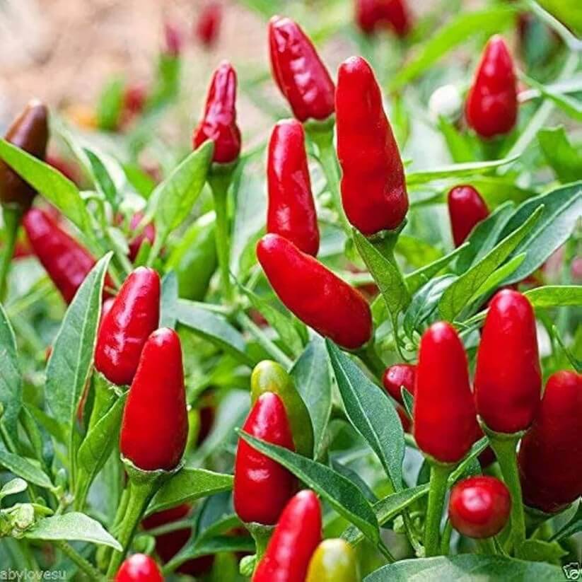 Small Thai Chili Hot Pepper Seeds