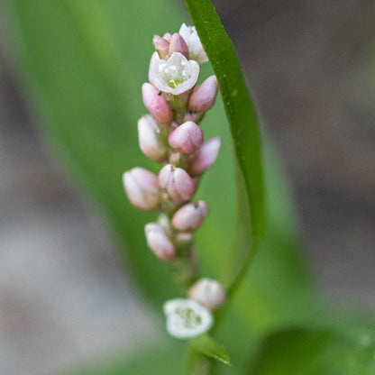 Smartweed Seeds - Herbal Plant for Home Gardens