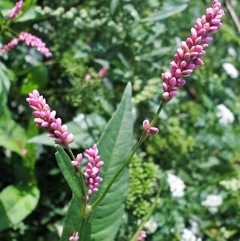 Smartweed Seeds - Herbal Plant for Home Gardens