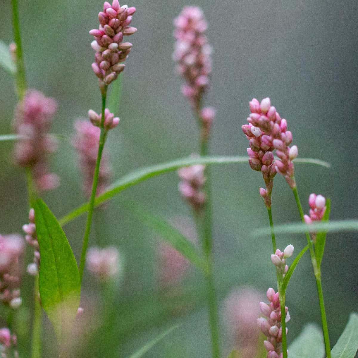 Smartweed Seeds - Herbal Plant for Home Gardens