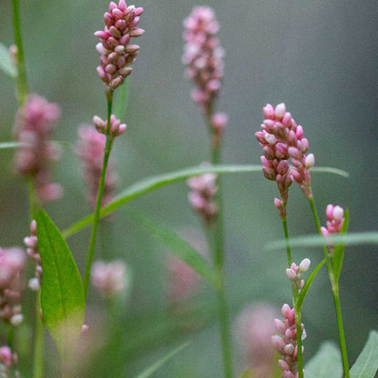 Smartweed Seeds - Herbal Plant for Home Gardens