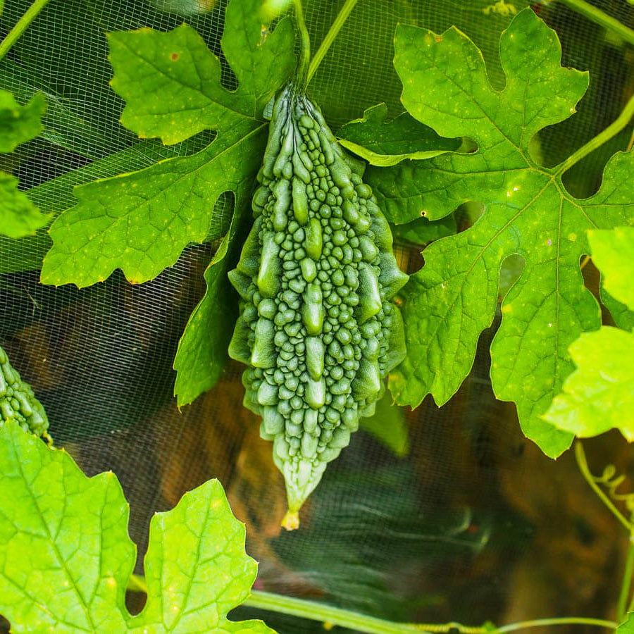 Smooth Bitter Melon Seeds