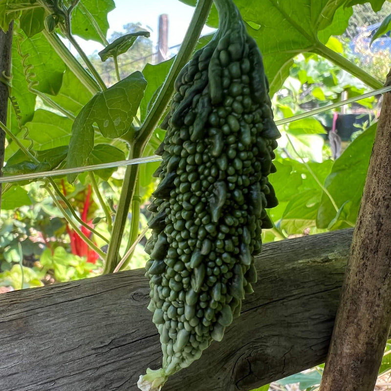 Smooth Bitter Melon Seeds