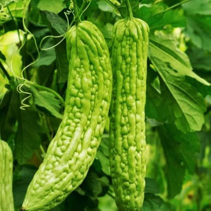 Smooth Bitter Melon Seeds