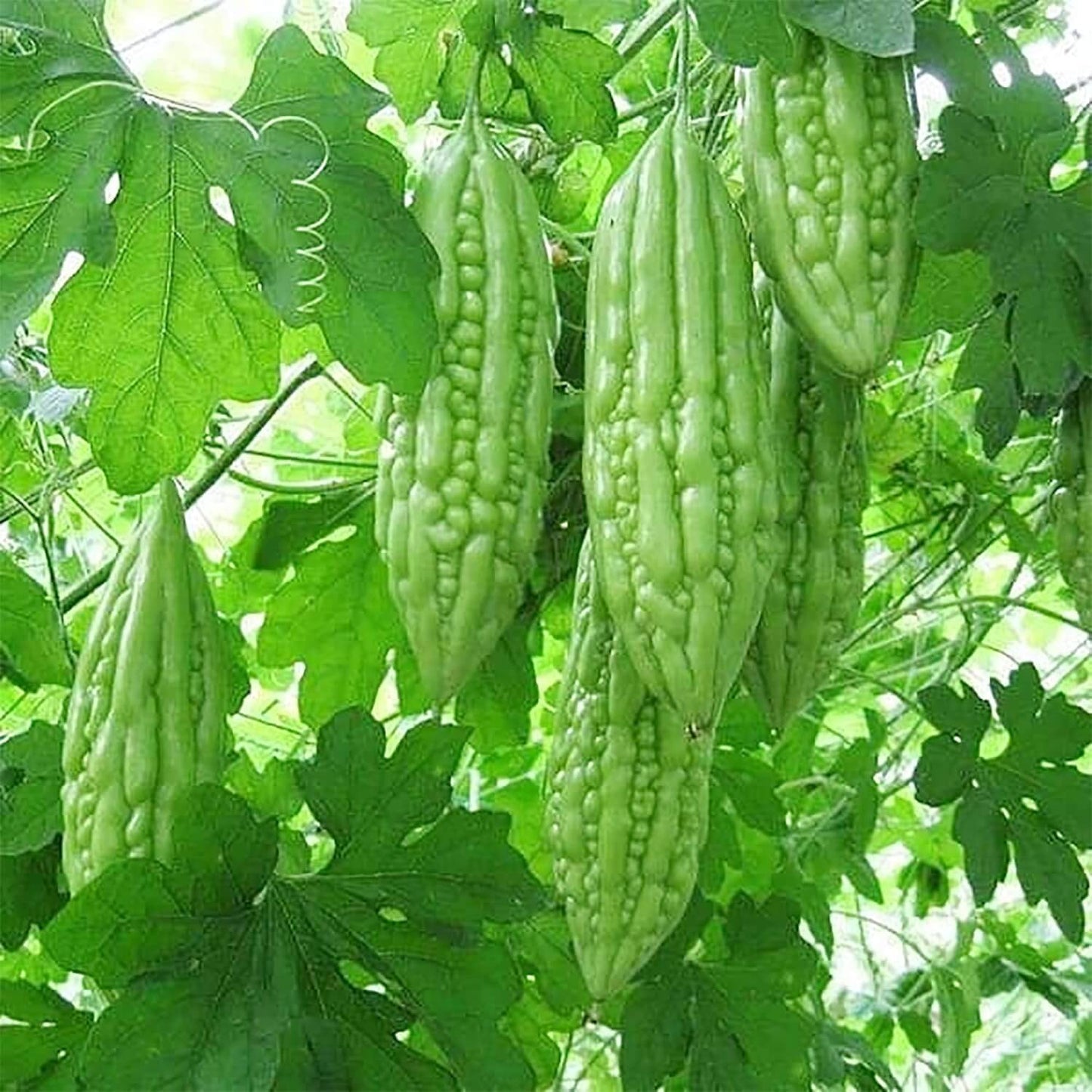 Smooth Bitter Melon Seeds