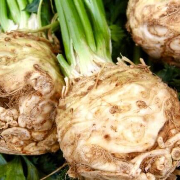 Smooth Root Celeriac Seeds 
