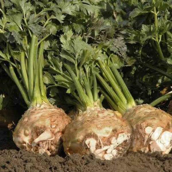 Smooth Root Celeriac Seeds 