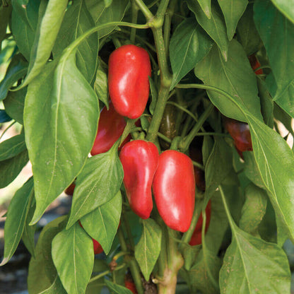 Snack Pepper Seeds - Vegetable Plant