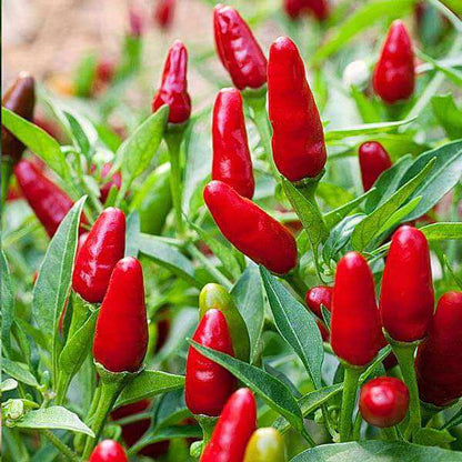 Snack Pepper Seeds - Vegetable Plant