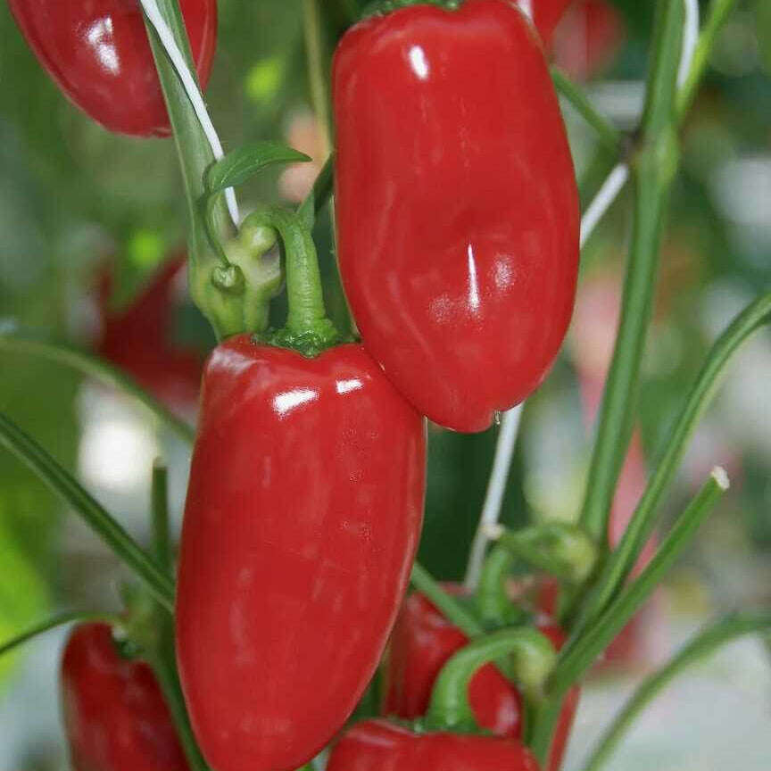 Snack Pepper Seeds - Vegetable Plant