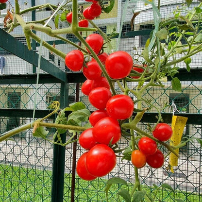 Snack Size Tomato Plants seeds