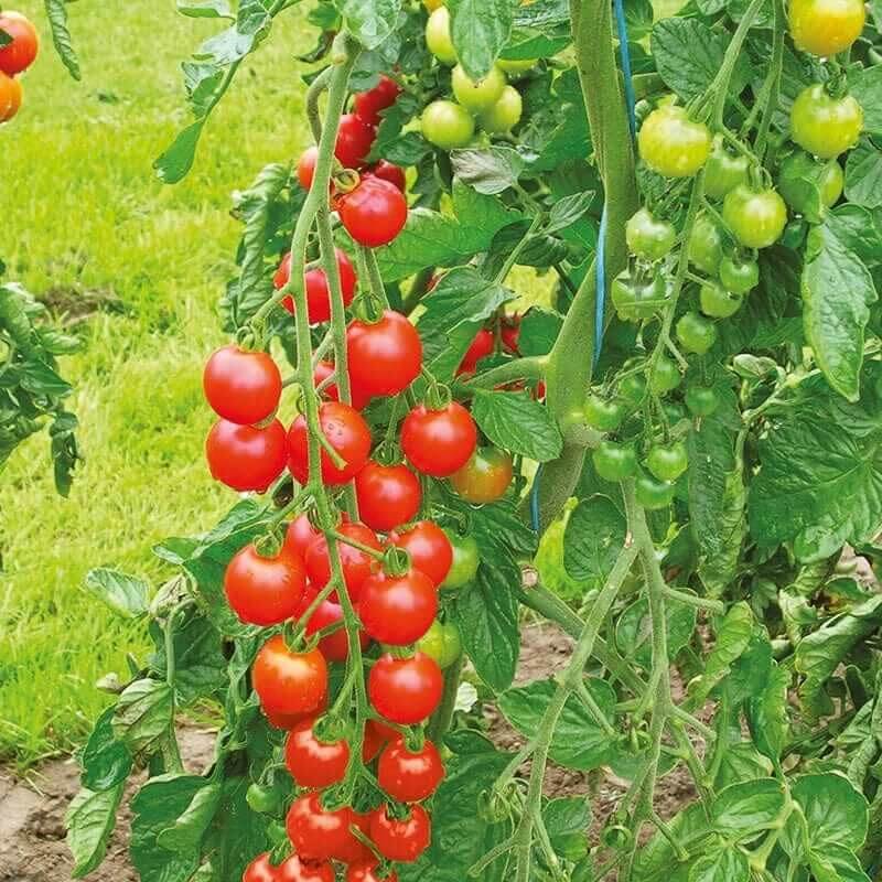 Snack Size Tomato Plants seeds