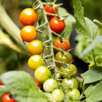 Snack Size Tomato Plants seeds