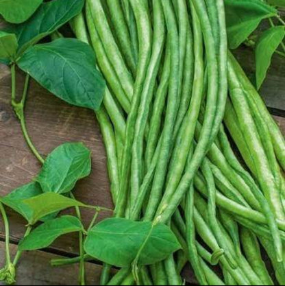Snake Beans Seeds