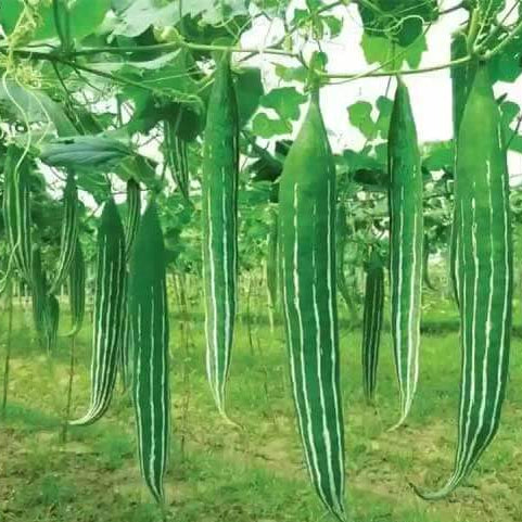 Snake Gourd Seeds - Vegetable Plant